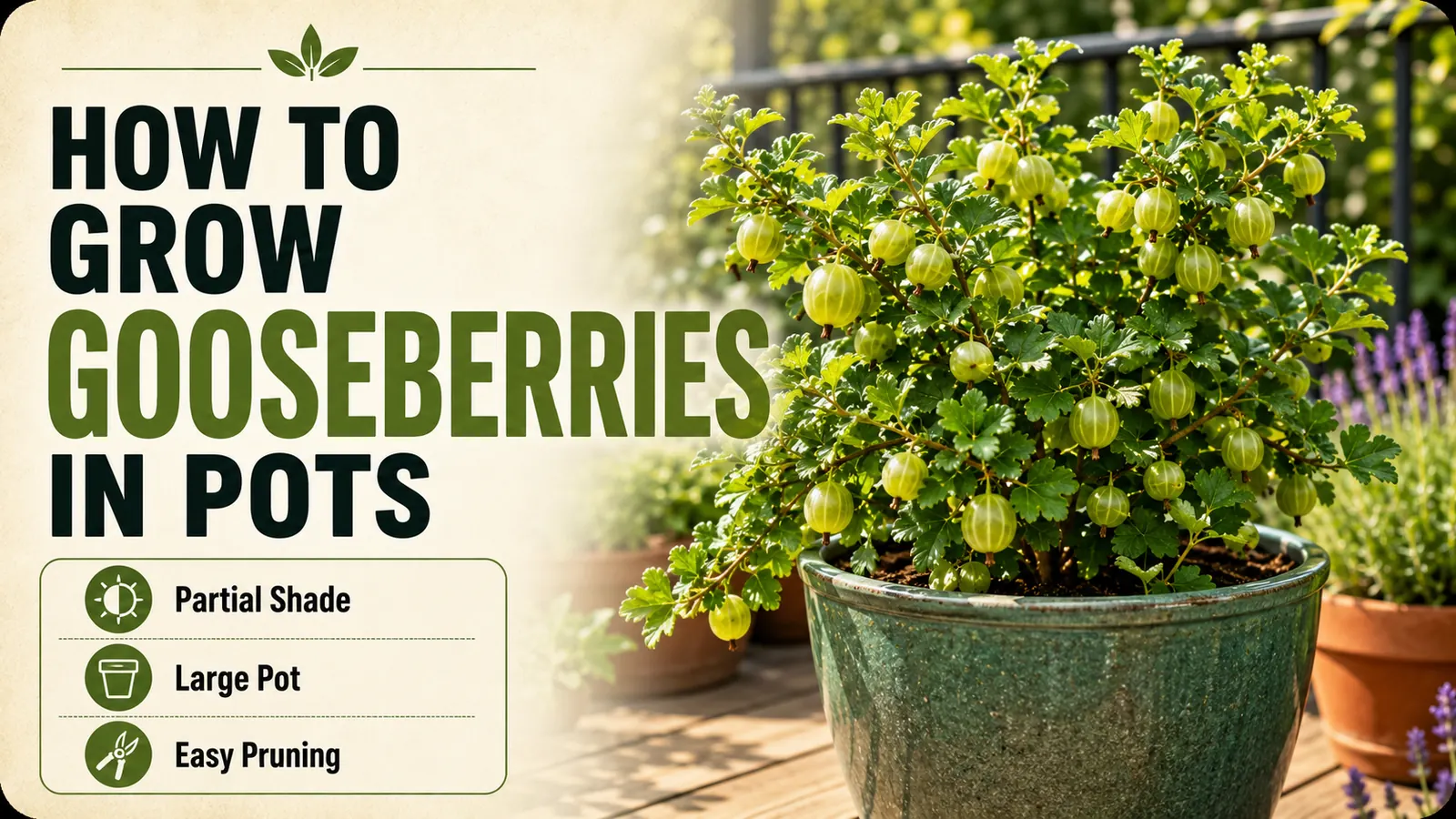 How to grow gooseberries in pots