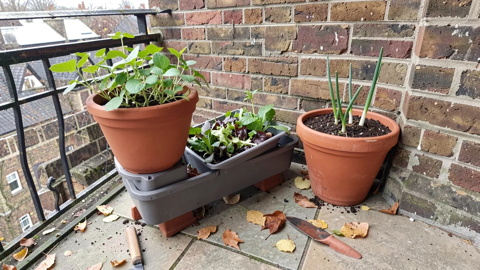 Containers of broad beans, salad leaves and garlic on a small balcony in October