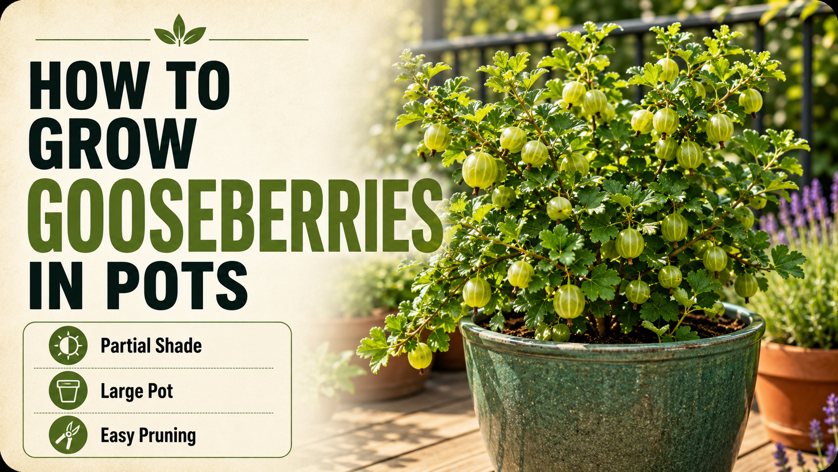 How to Grow Gooseberries in Pots